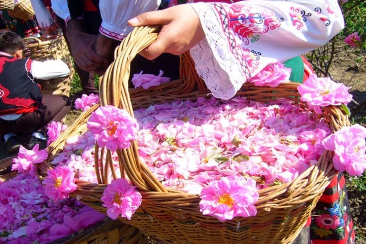 جشنواره روز مزرعه گل محمدی