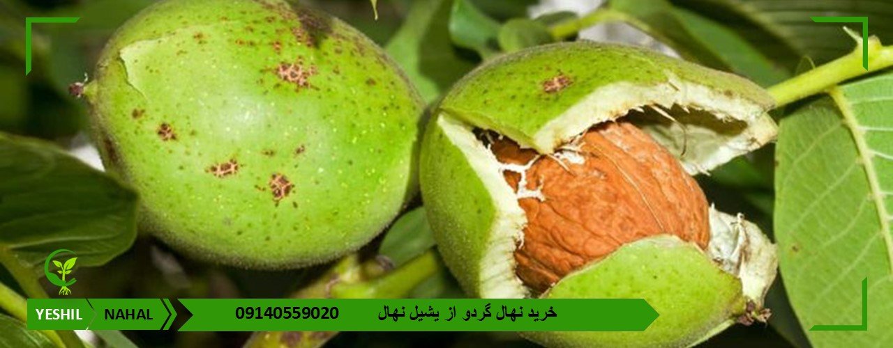 انواع نهال گردو