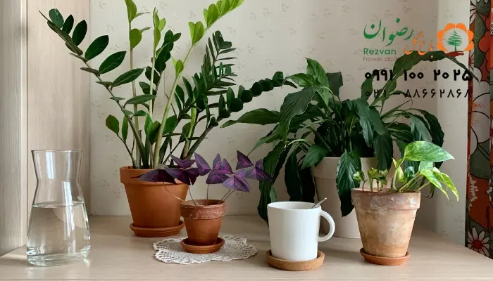 کوددهی