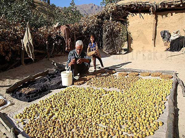 انجیر خشک