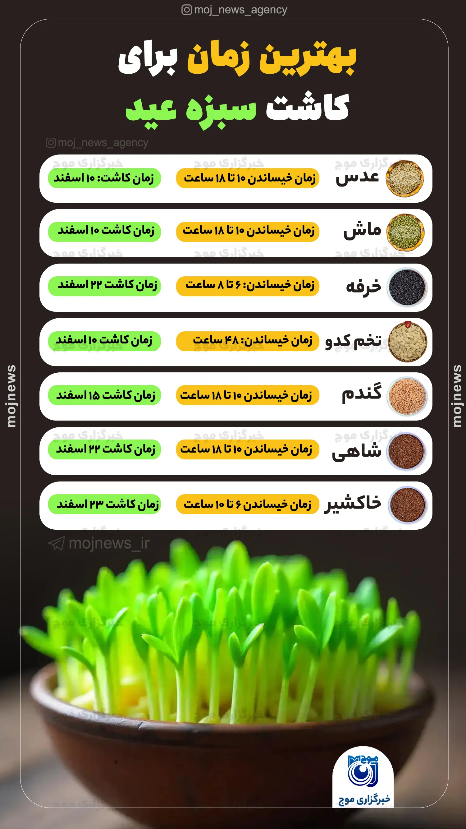 بهترین زمان برای کاشت سبزه عید موج