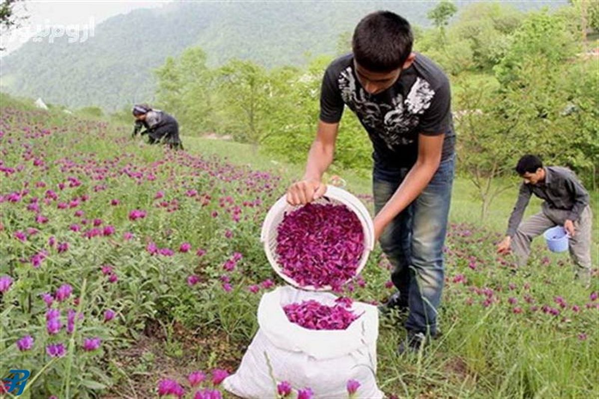 مجوز شهرک صنعتی غیردولتی گیاهان دارویی در حال نهایی شدن است