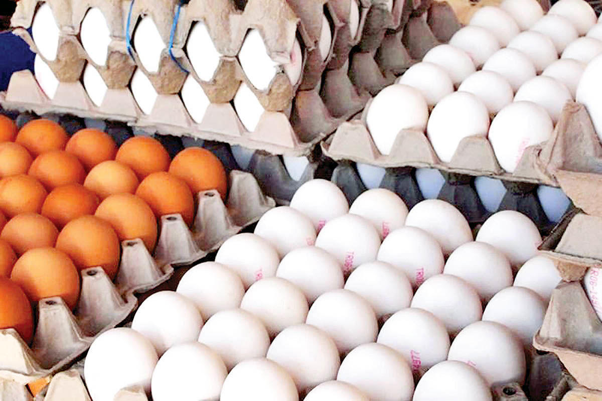تولید روزانه ۳۷۰ تن تخم مرغ در خراسان رضوی
