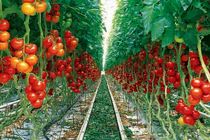 اصفهان رتبه دوم کشور در تولید محصولات گلخانه‌ای است