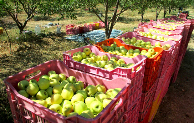برداشت ۱۰ هزار تن سیب از باغ های درگز