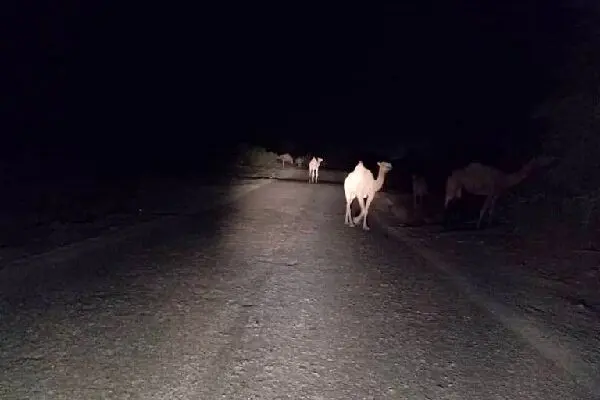 تصادف خودروی سواری با شتر در بندرلنگه ۳ نفر را راهی بیمارستان کرد