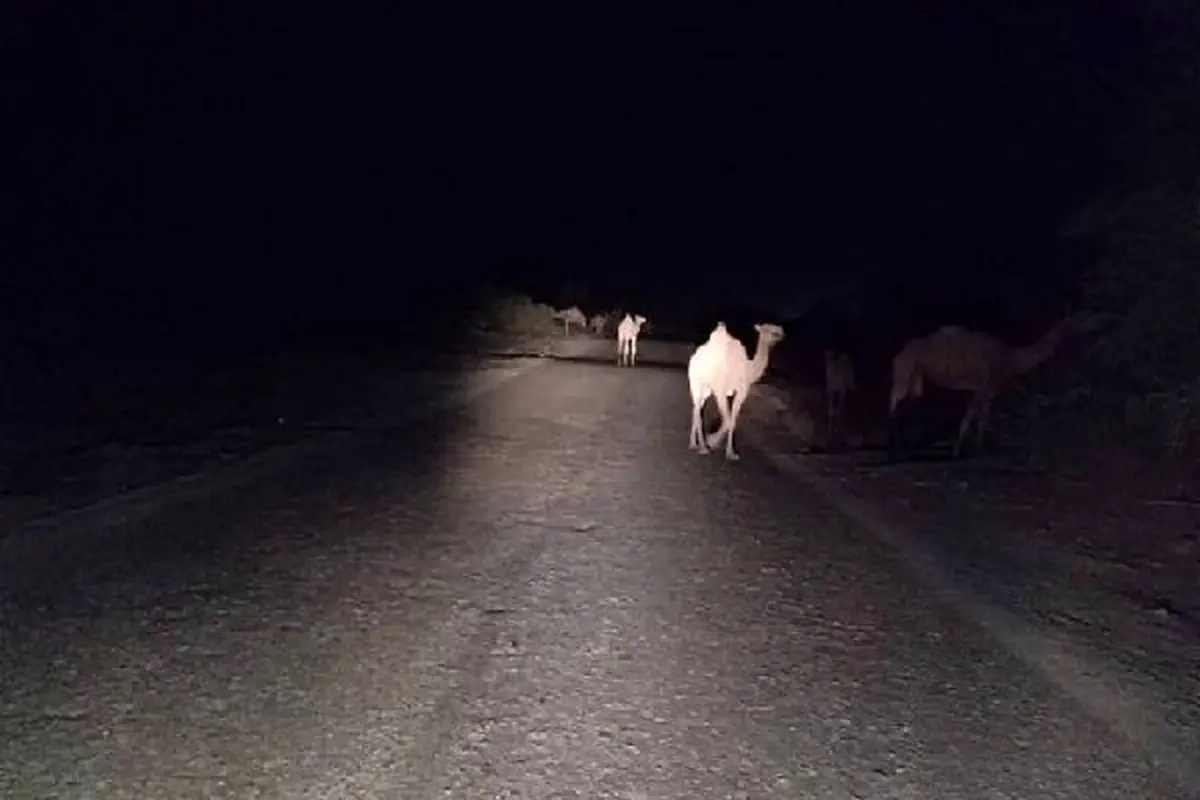 شترهای سرگردان