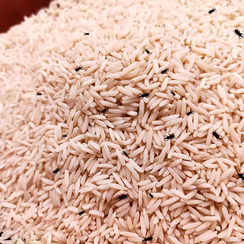 سازمان حفظ نباتات درباره استفاده از سموم پرخطر هشدار دوباره داد