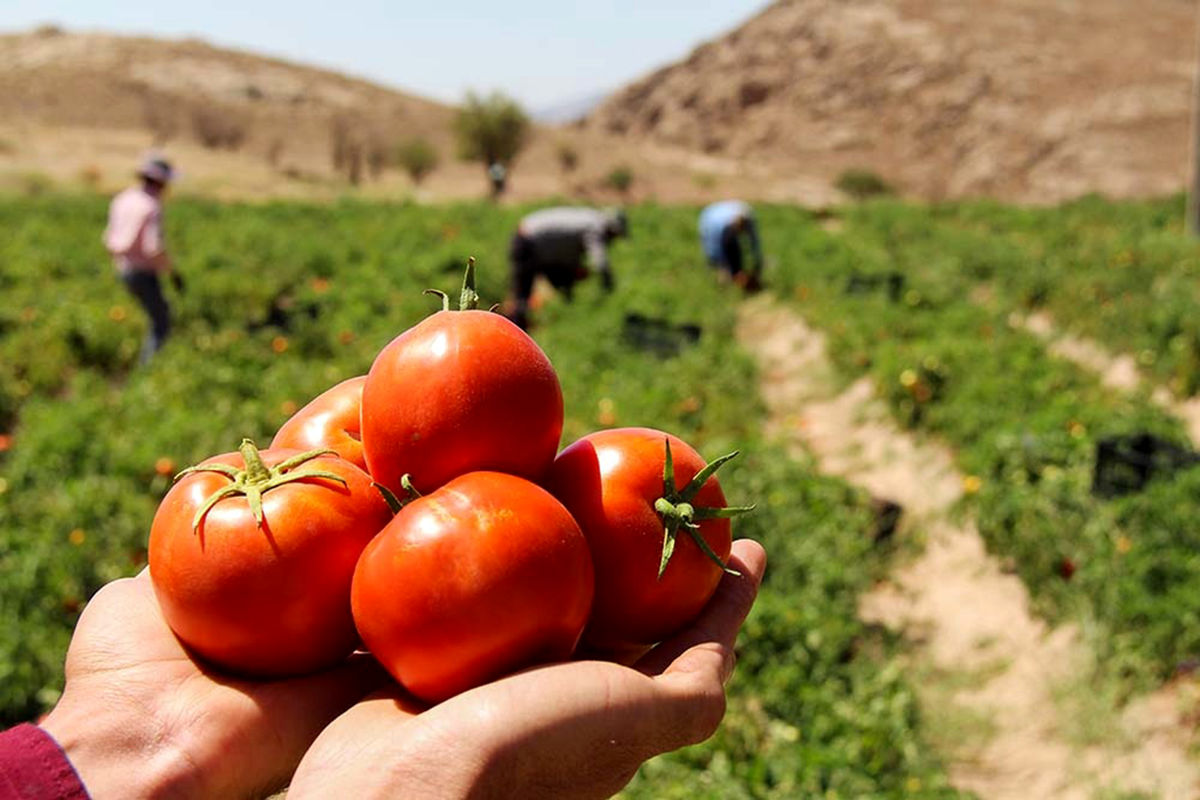 Rise in Iran's tomato export