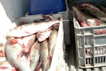 کشف محموله 22 تنی ماهی قاچاق 