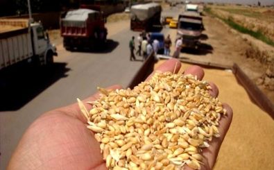  اولین محموله ۳۵ هزار تنی گندم به عمان صادر شد