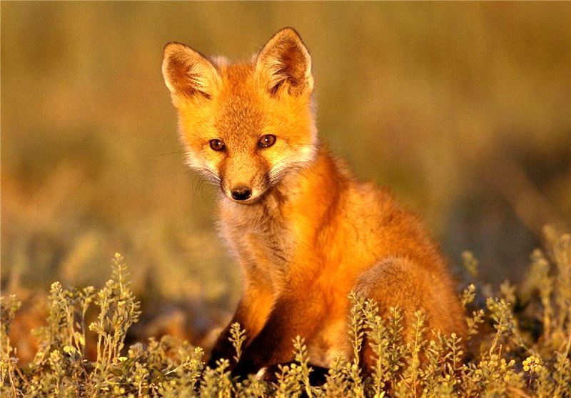 زنده گیری و رهاسازی یک  قلاده روباه در  فلاورجان