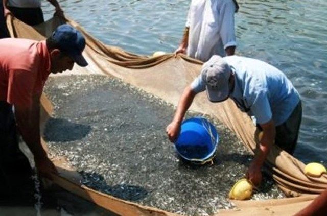 رهاسازی بیش از ۳۰میلیون بچه ماهی سفید در رودخانه‌ها