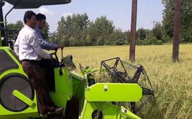 اولین برداشت مکانیزه محصول برنج در شهرستان صومعه سرا انجام شد