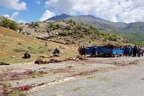 راننده کامیون، 45 راس گوسفند را در منطقه کاکارضا زیر گرفت