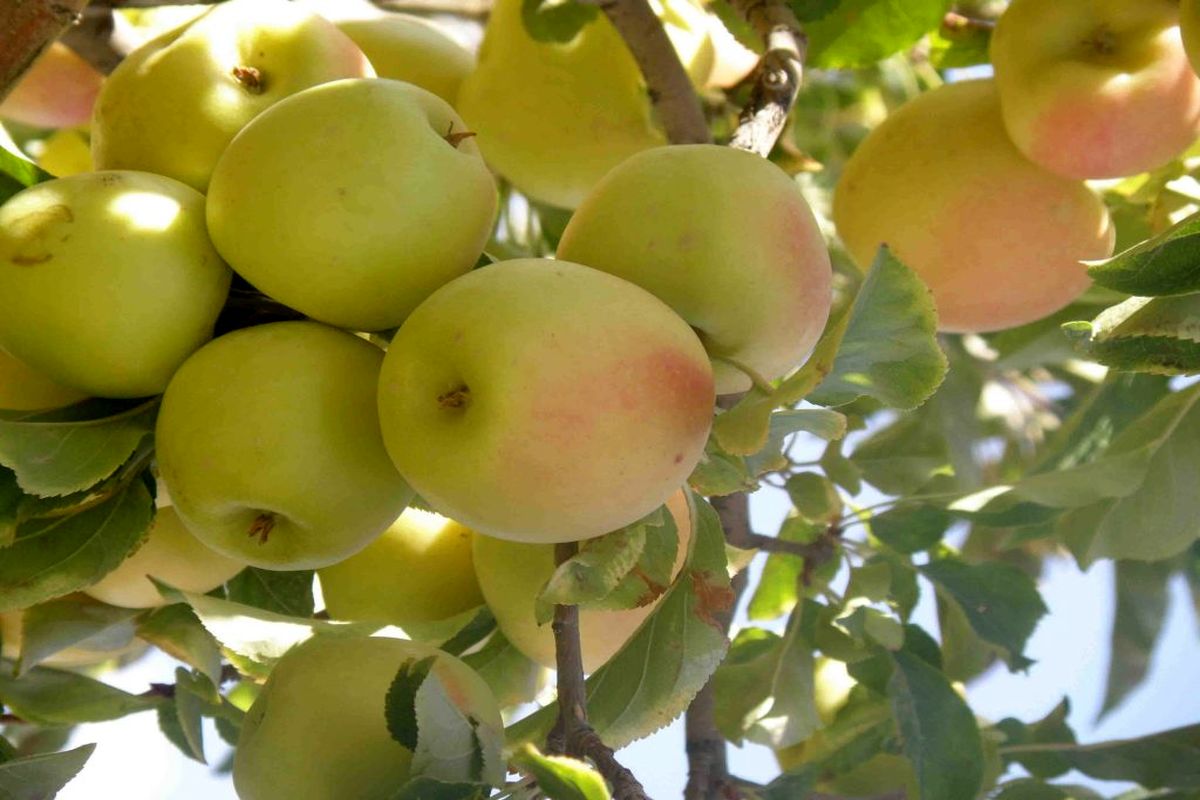 Iran's annual apple production declared