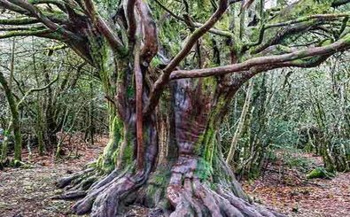  سه درخت گیلان در فهرست میراث‌طبیعی ملی کشور ثبت شد