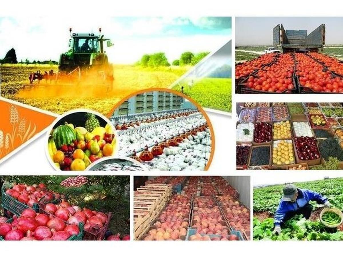 رشد کشت محصولات سالم در خوزستان