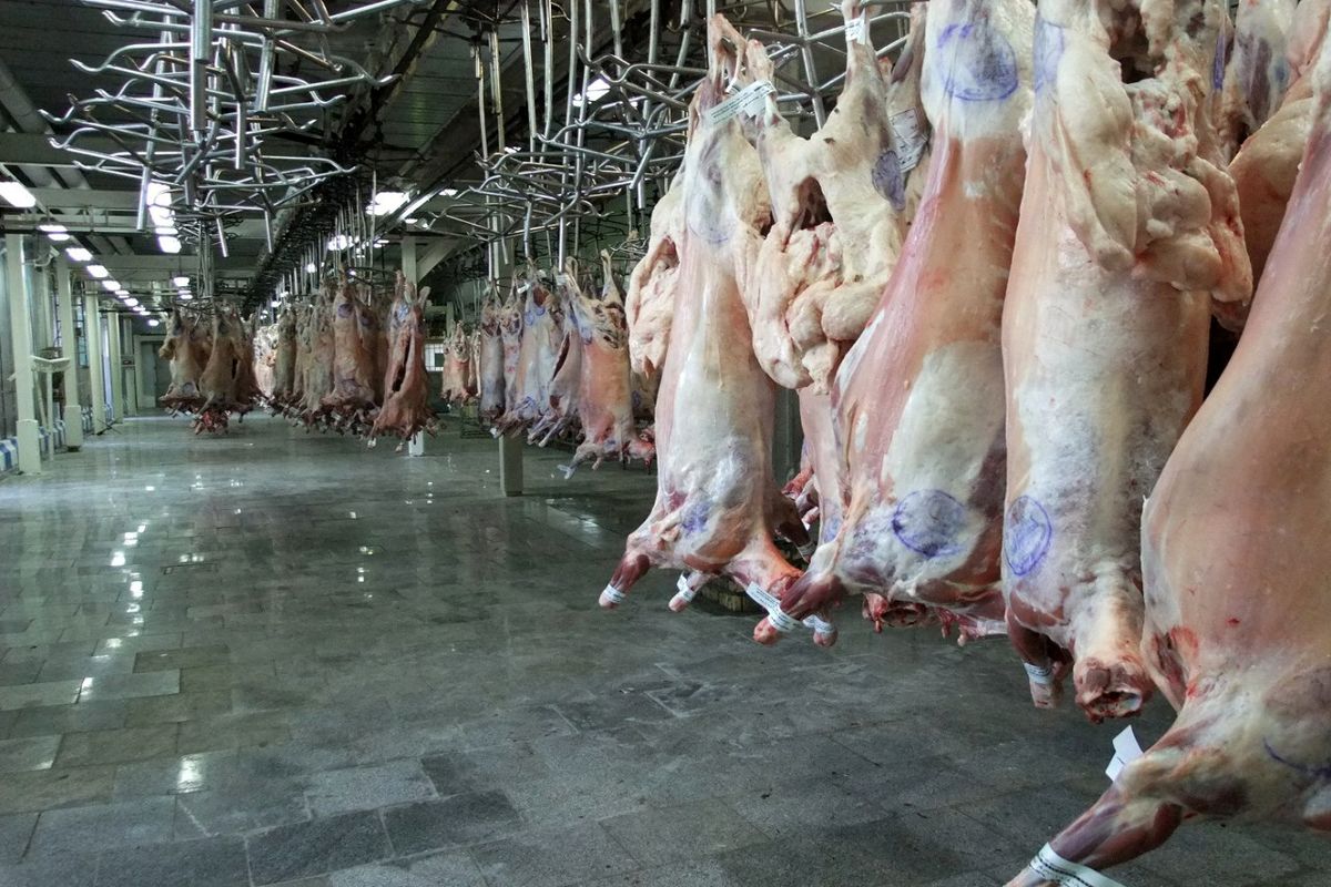 افزایش ۴ درصدی عرضه گوشت قرمز در کشتارگاه‌های رسمی