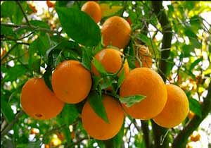 ۱۵ آبان بهترین زمان برداشت پرتقال در مازندران 