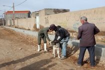 واکسیناسیون ۱۲۰۰ قلاده سگ علیه بیماری هاری در لرستان
