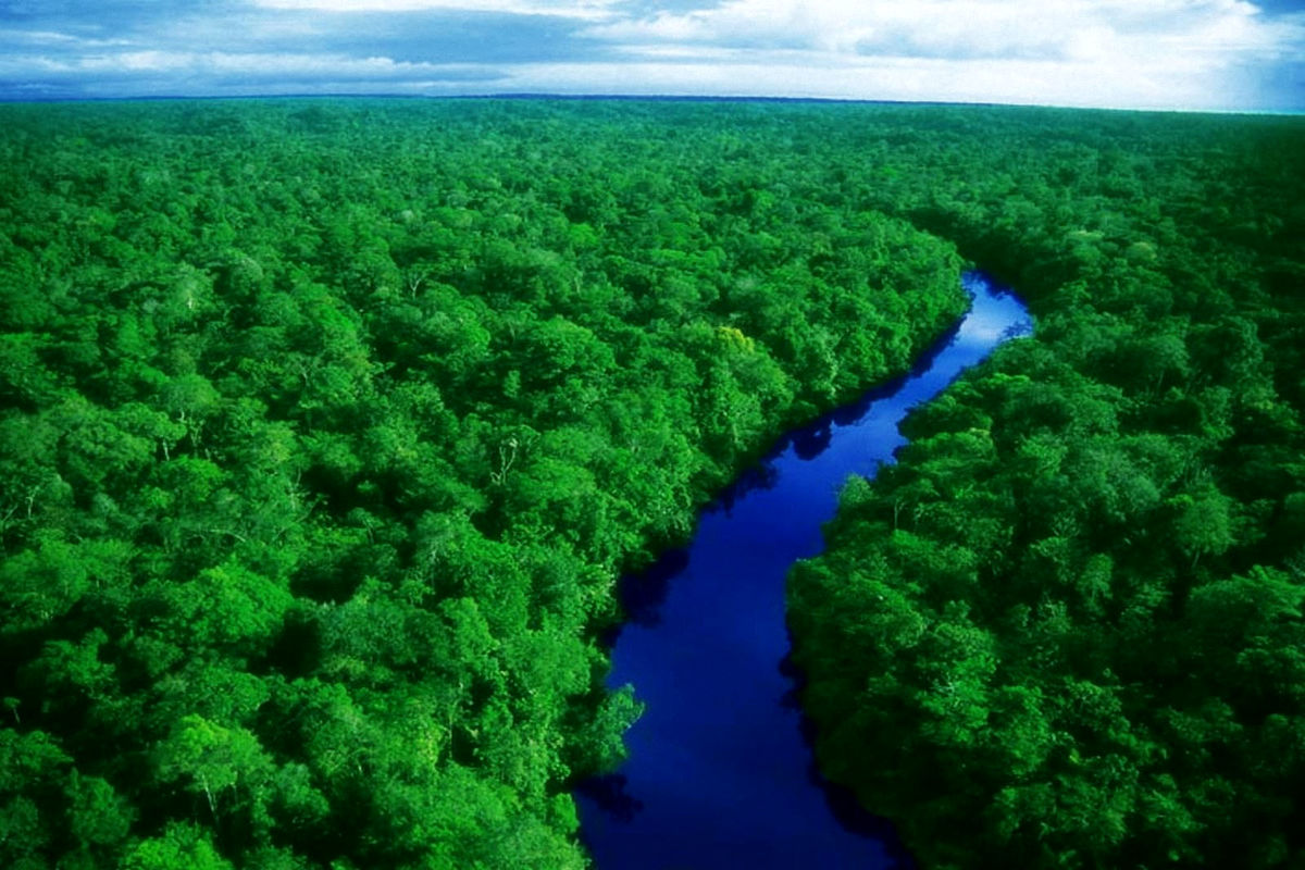 فروش غیرقانونی جنگل‌های آمازون از طریق فیس‌بوک