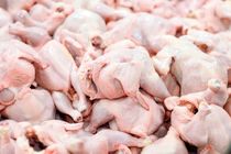 کشف 77 هزار کیلو گرم عرضه مرغ خارج از شبکه در شهرستان پارسیان