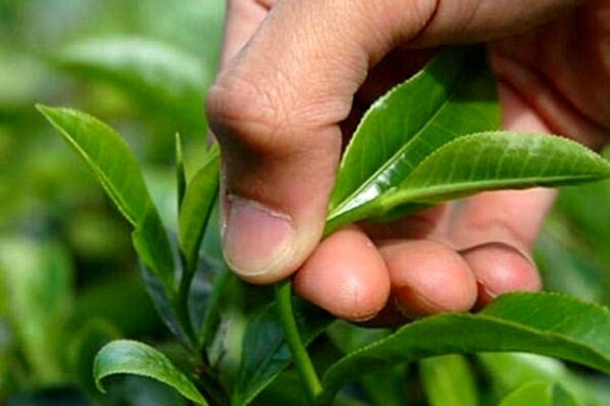 بدهی معوقه کارخانه‌های چای شمال کشور بخشیده می شود