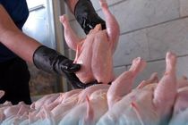 ۱۷۵ تن مرغ مازاد از سوی تشکل‌های بخش طیور استان قزوین خریداری شده است