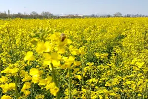 کشت کلزا در ۸ هزار و ۵۰۰ هکتار از زمین‌های کشاورزی خوزستان انجام شد