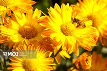 جشنواره گل‌های داوودی