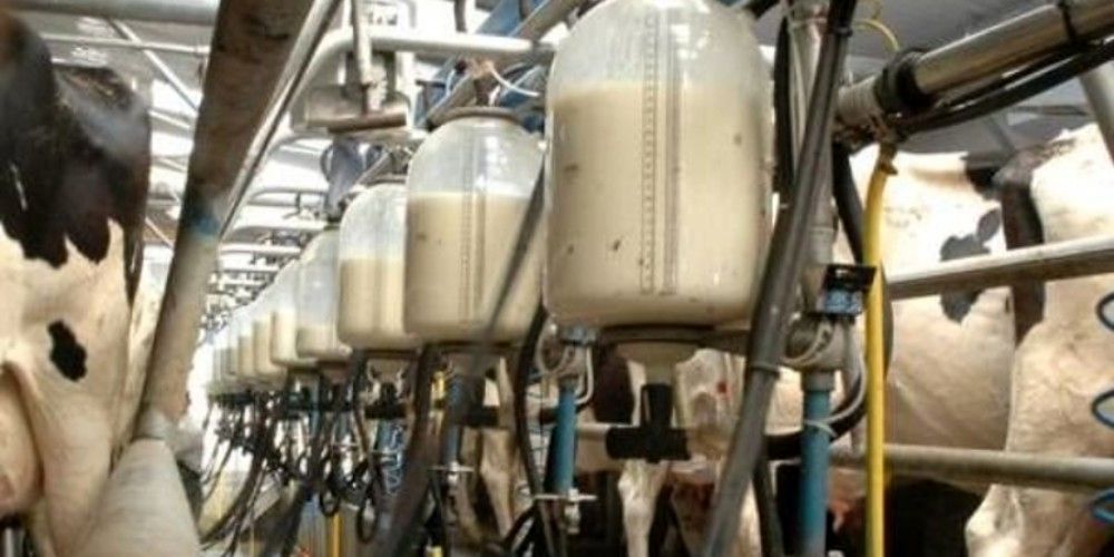 تولید ۶۱۵ هزار تن شیر در واحدهای پرورش گاو شیری در استان قزوین