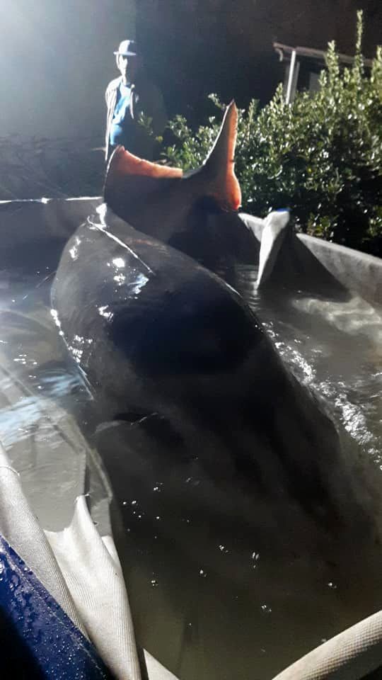 صید فیل ماهی 210 کیلویی توسط صیادان مازندرانی