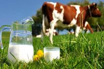 تولید سالانه 11 هزار تن شیر در تنکابن