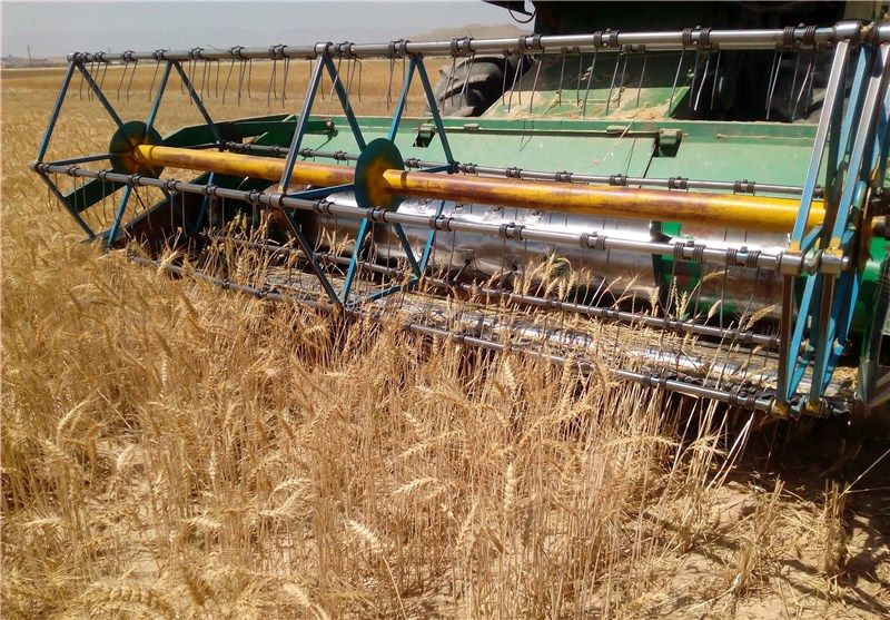 افزایش دو برابری تولید بذر اصلاح‌ شده گندم در کشور