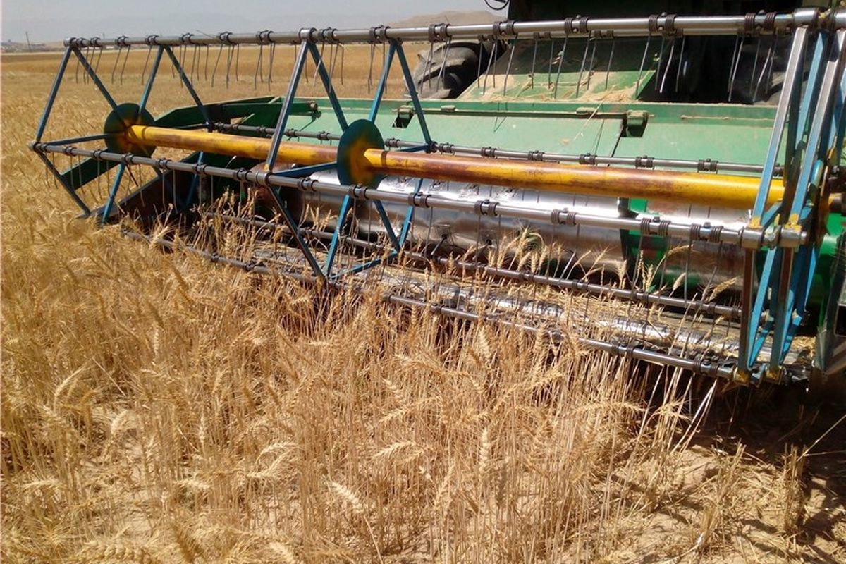 افزایش دو برابری تولید بذر اصلاح‌ شده گندم در کشور