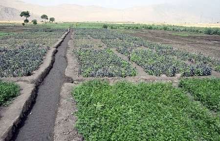 پیش‌بینی ۷۲۵ هزار هکتاری سطح زیر کشت سبزی و صیفی‌جات کشور در سال زراعی جاری