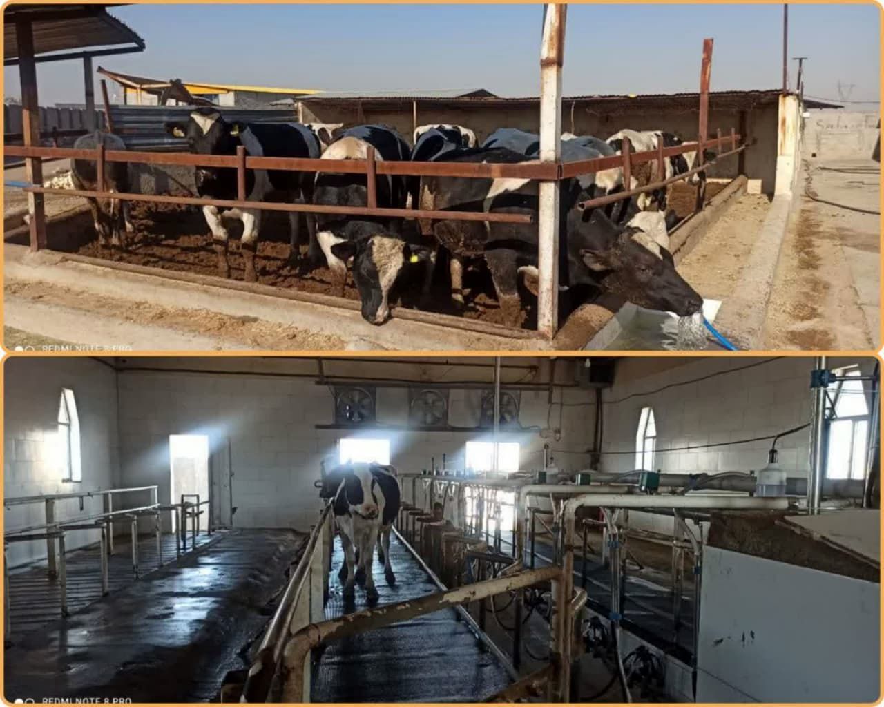 آغاز بکار مجدد واحد ۱۵۰ راسی گاو شیری در کاشان