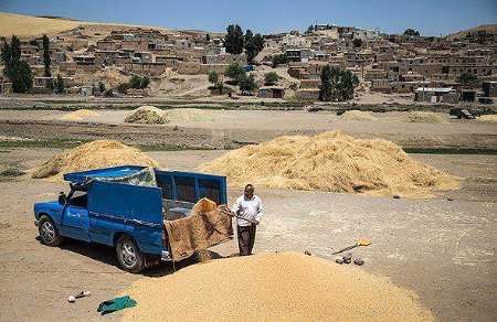 کمبود خودرو حمل گندم از مشکلات خرید این محصول در سقز است