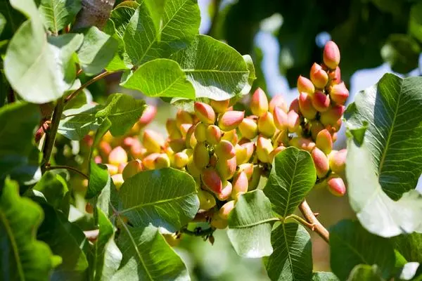 باغ ۶۸۰ ساله، گواهی قدیمی‌ترین باغ پسته خراسان رضوی را دریافت کرد 