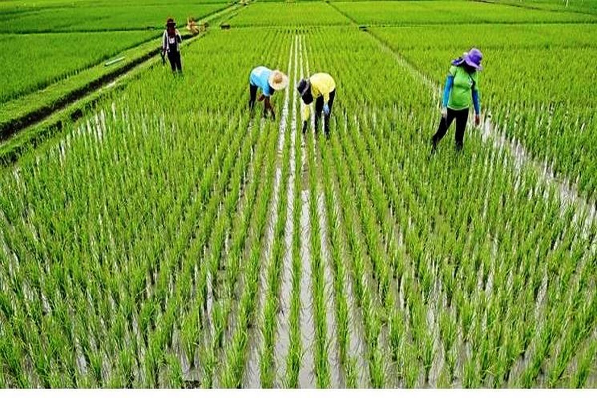 ضریب تبدیل برنج با ورود کمباین‌های تخصصی در حال افزایش است