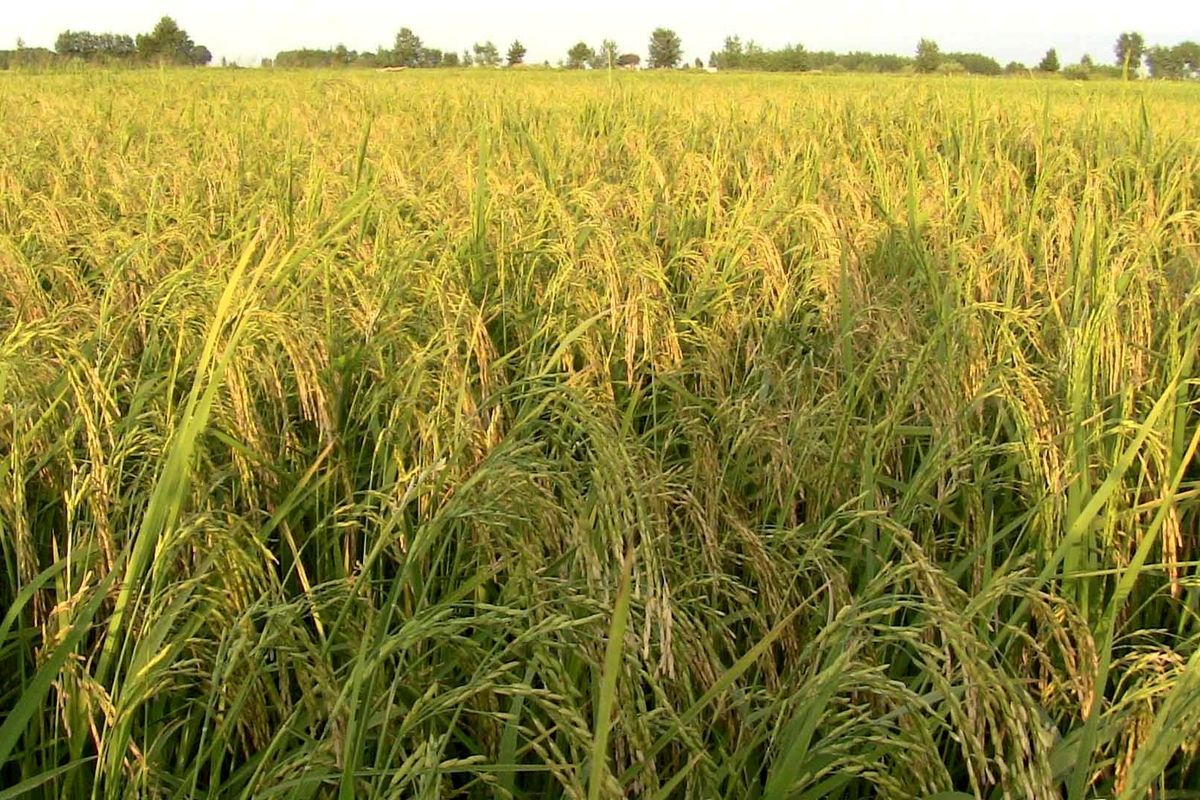 ۴۰ درصد از برنج کشور در گیلان تولید می‌شود