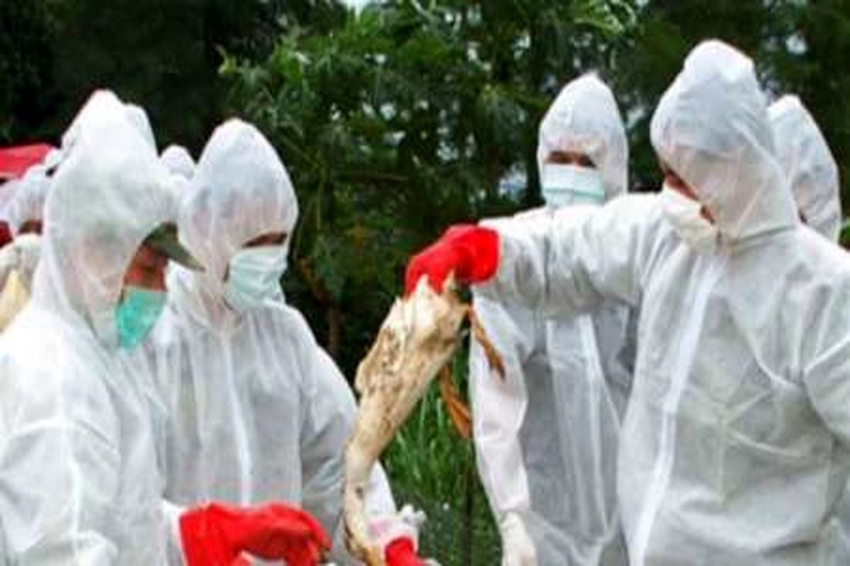 هشدار مدیرکل دامپزشکی مازندران نسبت به احتمال ابتلا به آنفلوآنزای پرندگان