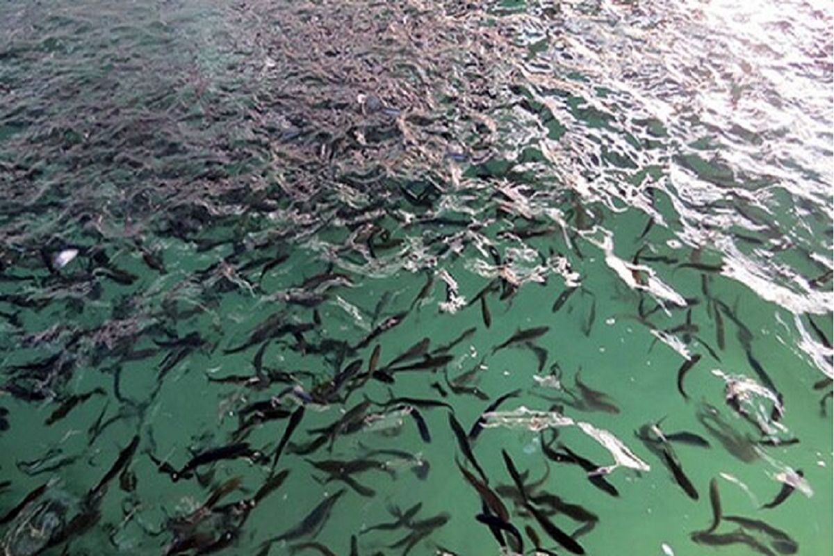 تکثیر ۳ گونه ماهی دریای خزر در مازندران
