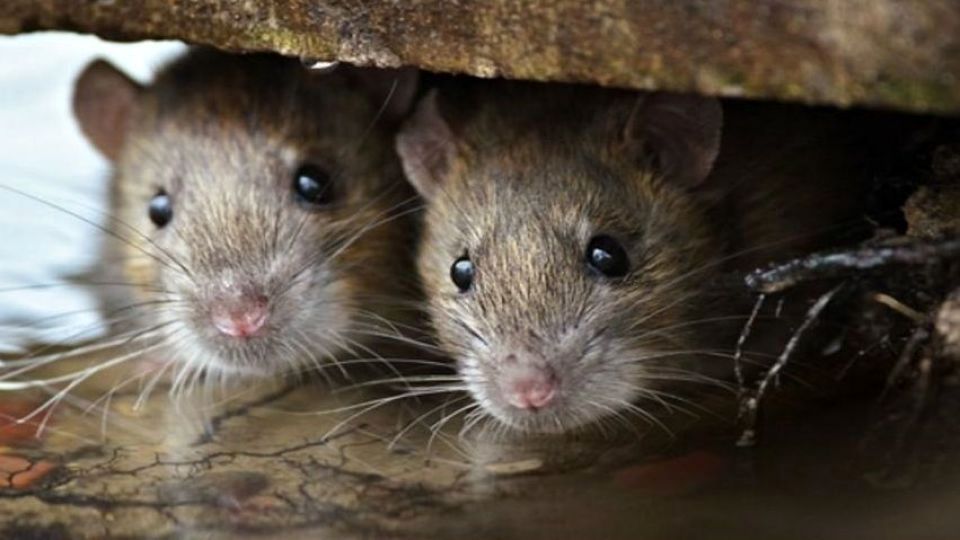 و باز هم جولان موش ها در پایتخت/ آیا موش های تهران تغییر ژنیتیکی داشته اند و به موجوداتی خطرناک بدل شده اند؟