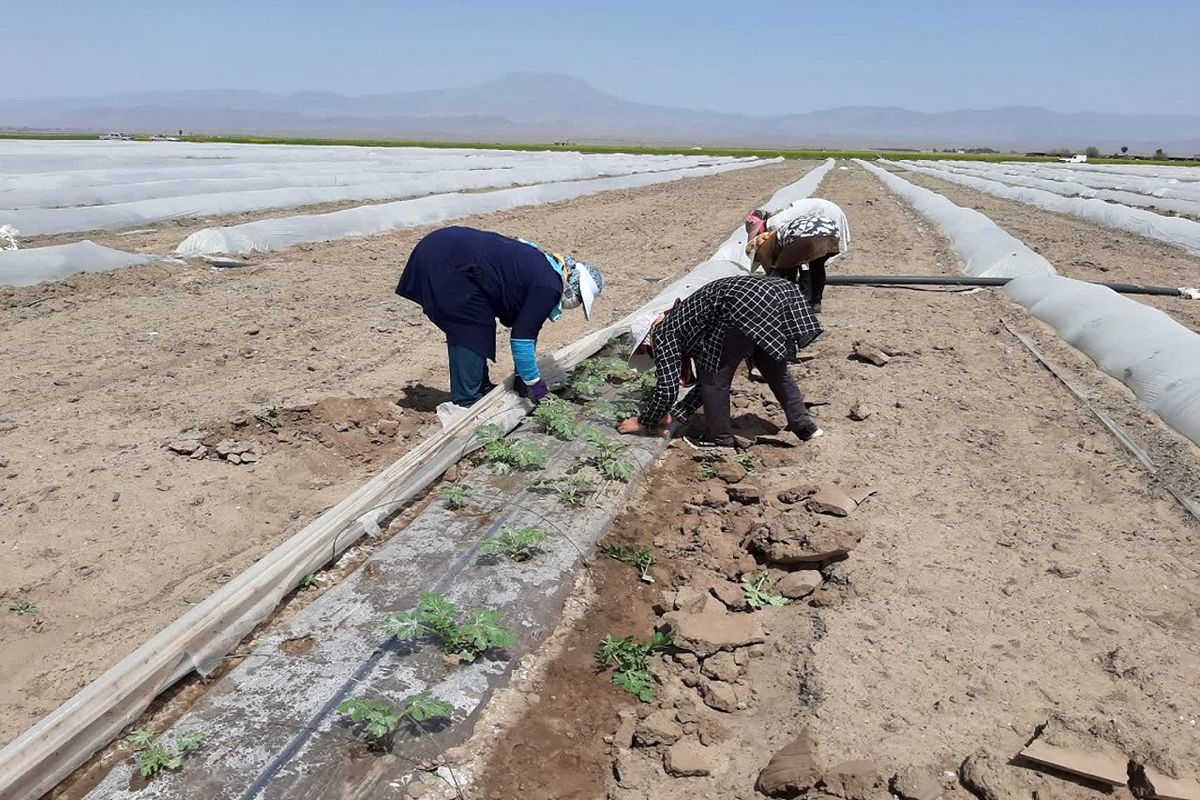 کشت زیرنایلونی خاک مغان را تهدید می‌کند
