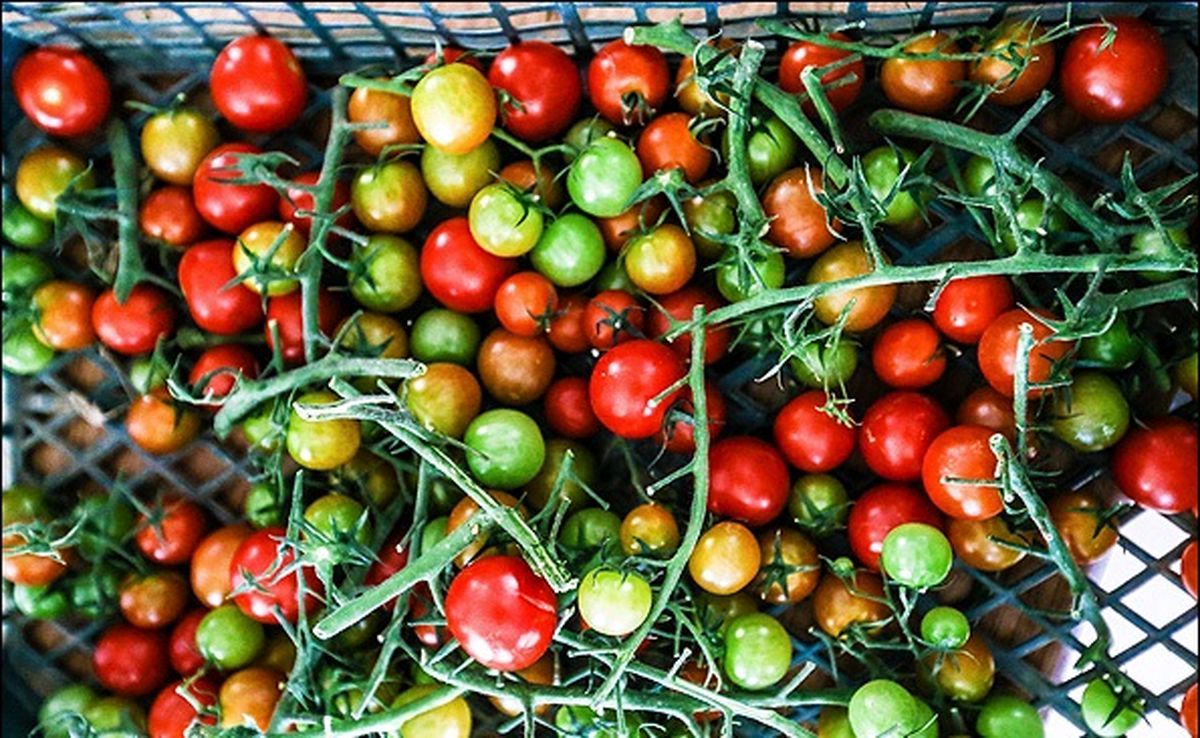 گرانی گوجه در کرمانشاه، سبزیجات دیگر را هم گران کرد