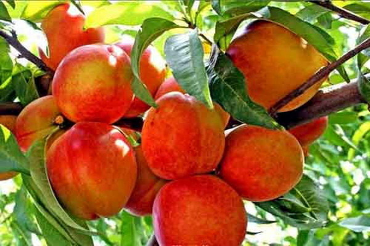پیش بینی برداشت بیش از ۵ هزار تن میوه‌های تابستانه در گلپایگان