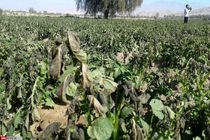 خسارت سرما زدگی محصولات جالیزی جنوب و جنوب غرب استان در دست ارزیابی است