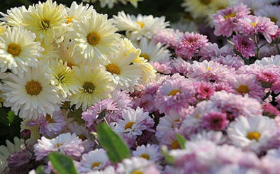 نمایشگاه وجشنواره گل های داوودی در باغ گل های اصفهان 